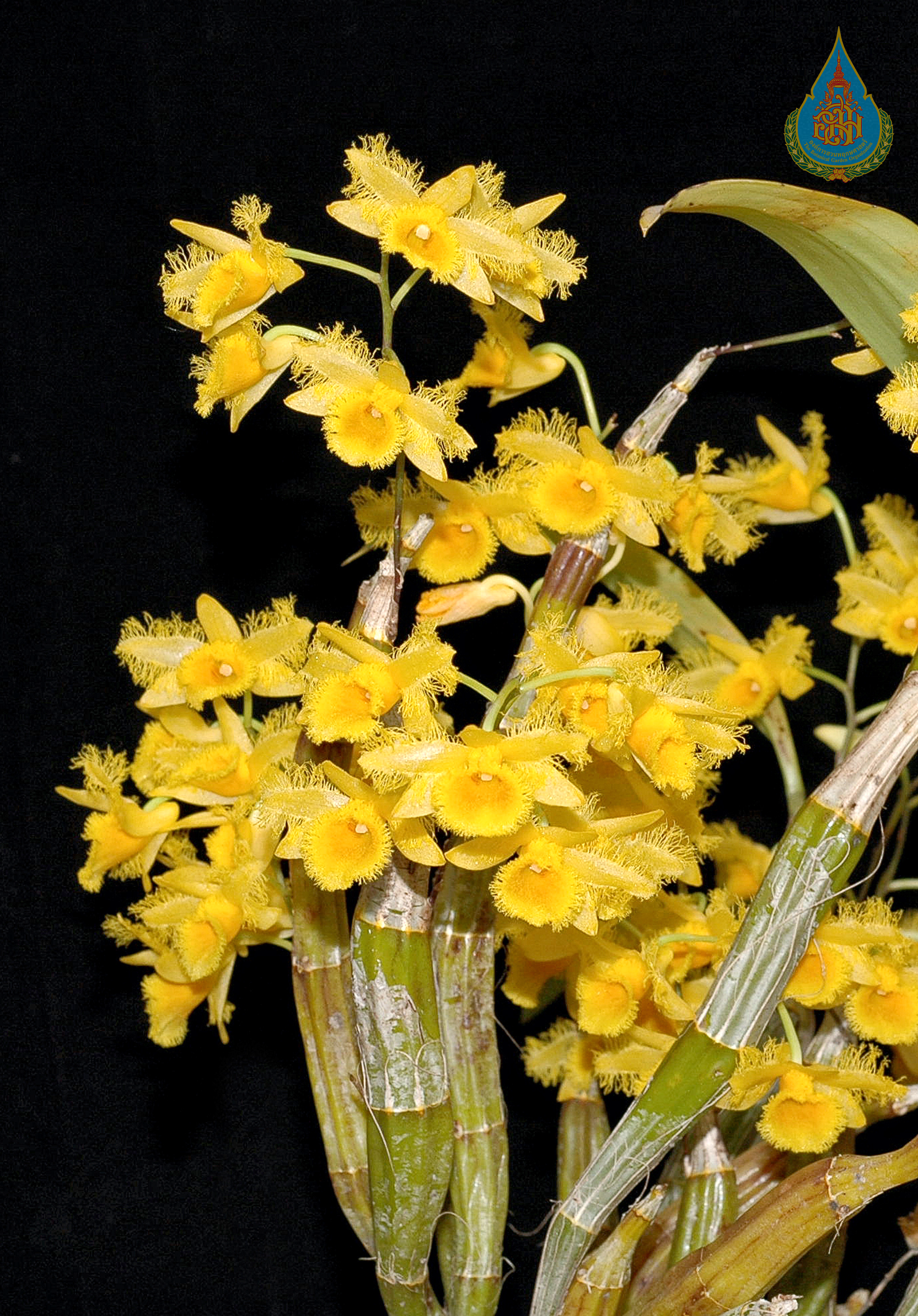 เอื้องคำฝอย Dendrobium harveyanum Rchb.f.<br/>ORCHIDACEAE